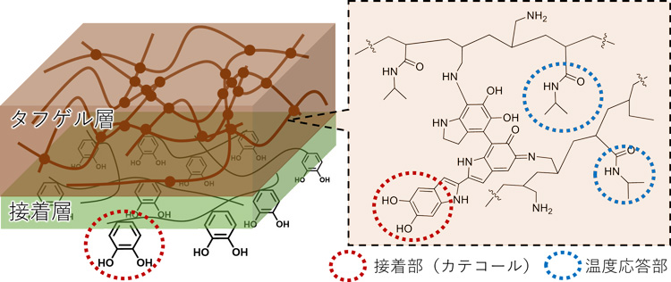 ハイドロゲル接着剤の模式図。タフゲル層の茶色い点が架橋部分を表す。半透明な接着層にあるカテコール基が接着に関わっている(東北大学の阿部博弥准教授提供)