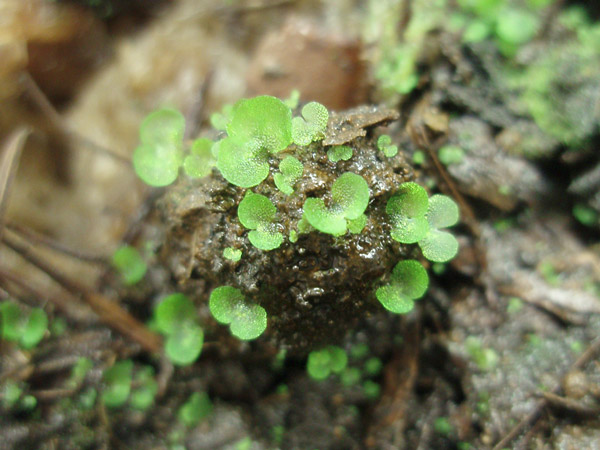 シダをはじめとする植物研究は今市さんのライフワークだ(シダ類の配偶体 日本女子大学提供)
