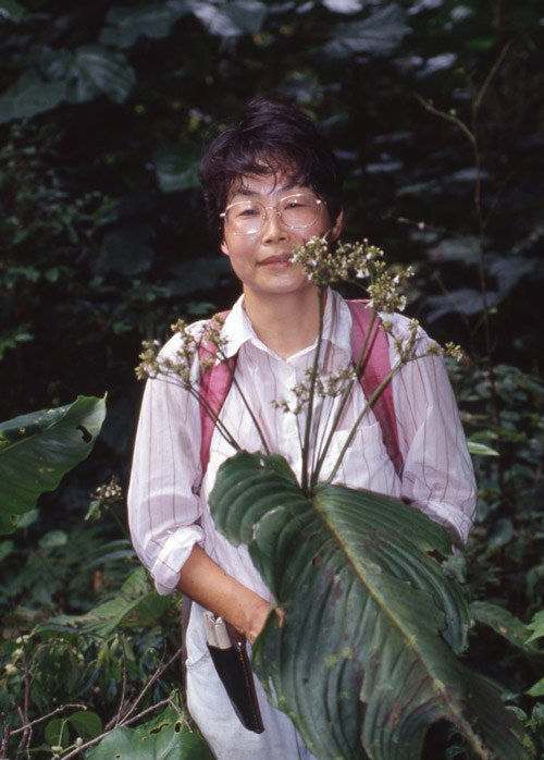 1991年、マレーシア・ボルネオ島のサラワク州で一葉植物を調査したときの様子(今市さん提供)
