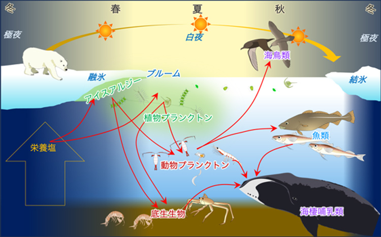 北極海の海洋生態系(ArCS IIの一般向け小冊子『変わりゆく北極』から)