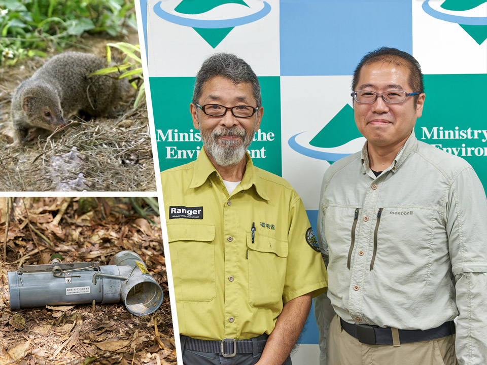 奄美大島のマングース根絶、多難な道のりと外来生物のこれから