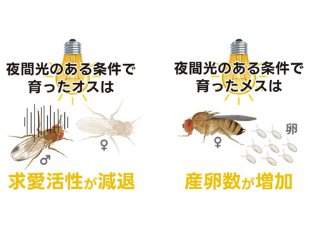 ハエは都市の光の下で繁殖が有利になる 千葉大が解明
