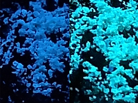 こすると色が変わる円偏光を発する有機結晶、偽造防止などに期待 横浜国大など