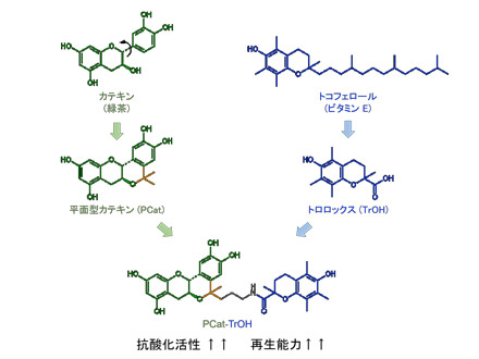 カテキンとビタミンEを組み合わせた強い抗酸化物質合成に成功 昭和大