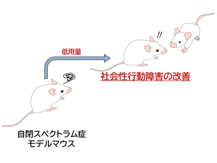 鎮痛作用のない低用量オピオイド、自閉スペクトラム症に効果 広島大などマウスで実証