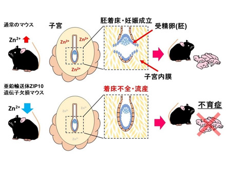 亜鉛不足は不育症の原因になる 麻布大が解明