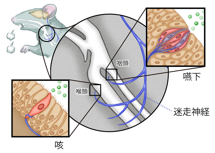 喉の喉頭と咽頭で見つかった咳や嚥下を引き起こす新たな感覚器官の概要図(京都府立医科大学の樽野陽幸教授提供)