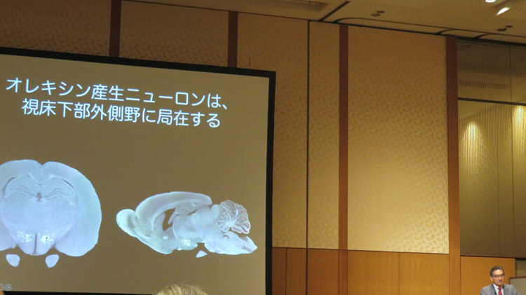 オレキシンの説明をする柳沢正史氏