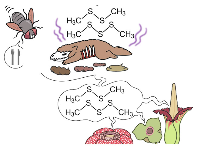硫黄を含む腐った肉のような臭いにおいで昆虫をだまし、花の中におびき寄せる「腐肉擬態」のイメージ(国立科学博物館の奥山雄大研究主幹提供)