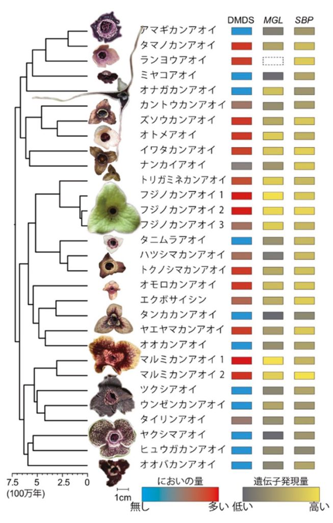 カンアオイ30系統の系統樹とにおいの量と遺伝子発現の関係(科博の奥山研究主幹提供)