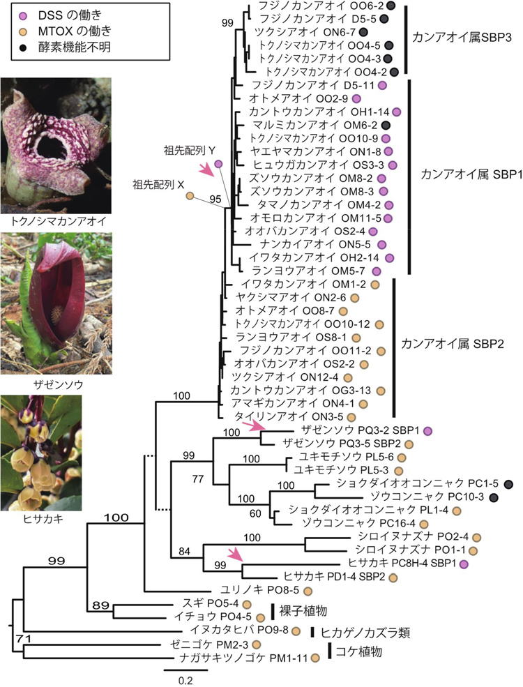 陸上植物におけるSBP遺伝子の分子系統樹とその遺伝子産物の酵素としての働き。ピンクの矢印で遺伝子重複が起き、においを生み出す酵素(DSS)が進化している(科博の奥山研究主幹提供)