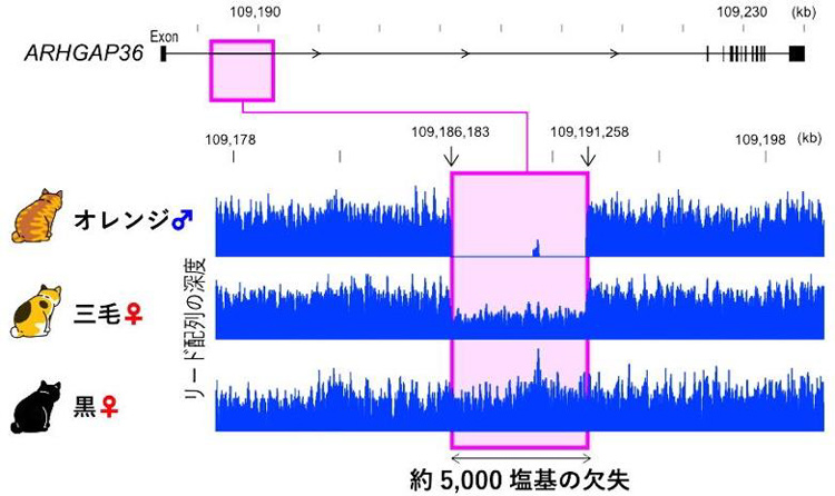 ネコのオレンジ毛は、ARHGAP36領域の塩基の欠失と関連していた（九州大学提供）