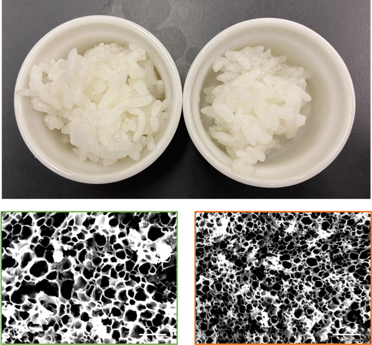 電気炊飯器(左)と過熱水蒸気で炊いた米。見た目は変わらないが、走査電子顕微鏡像(下)だと過熱水蒸気ではより多孔質になっている(大阪公立大学の石橋ちなみ講師提供)