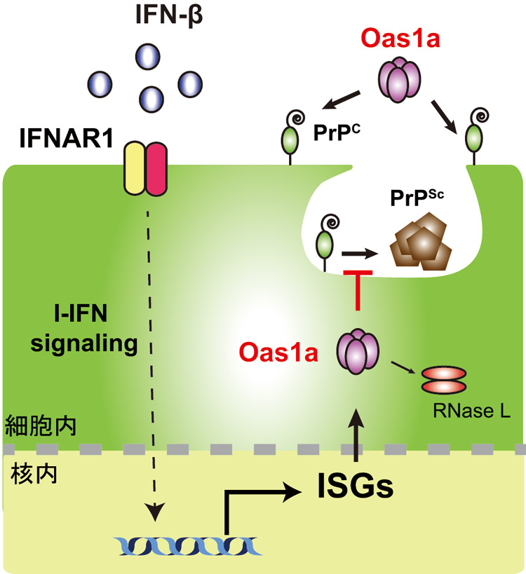 今回の研究の模式図。サイトカインの一種であるインターフェロンβ(IFN-β)に着目し、Oas1aの働きを調べた(石橋大輔教授提供)