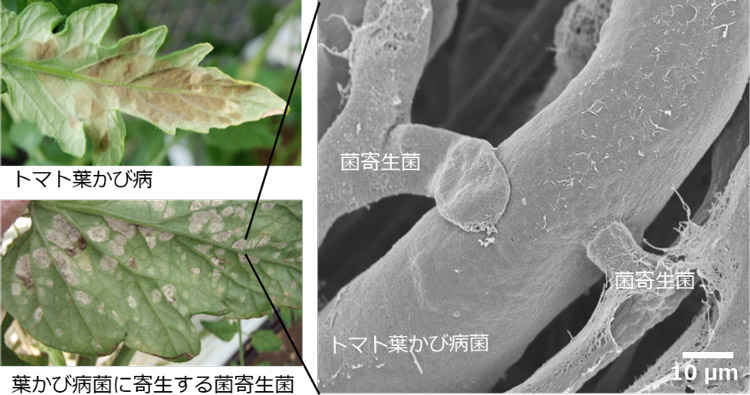 葉かび菌で病気になったトマトの葉(左上)と、葉かび病菌に菌寄生菌が寄生したトマトの葉(左下)。右は寄生した部分の顕微鏡像(摂南大学の飯田祐一郎准教授提供)