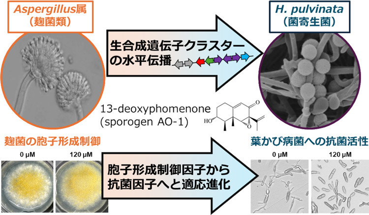 デオキシフォメノンは麹菌類では麹菌の胞子形成を制御する役割があるが、生合成遺伝子群が菌寄生菌に水平伝播することによって葉かび病菌への抗菌性に役割を変えた(摂南大学の飯田祐一郎准教授提供)