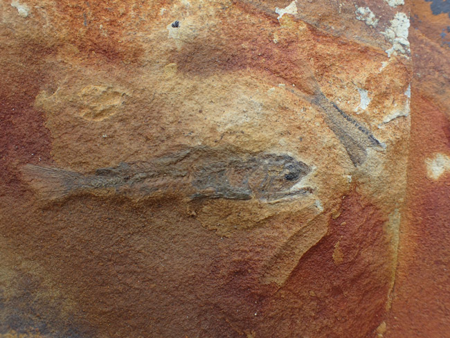 師崎層群では、深海魚の化石も見つかっている（2022年、山田敏弘教授提供）