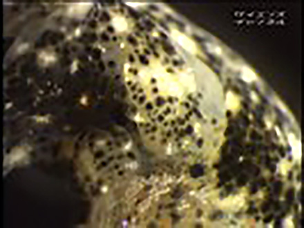 ミクロの小宇宙〜Microcosmic Explorers〜 （4）貝の色々