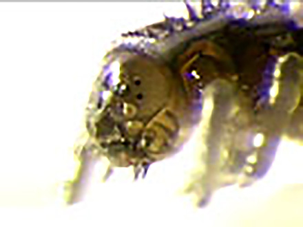 ミクロの小宇宙〜Microcosmic Explorers〜 （18）春の虫たち