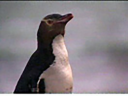 アニマル・サイエンス （1）ペンギンが帰れる森へ 〜ニュージーランド・キガシラペンギン〜