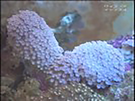 ミクロの小宇宙〜Microcosmic Explorers〜 （23）サンゴを見てみよう