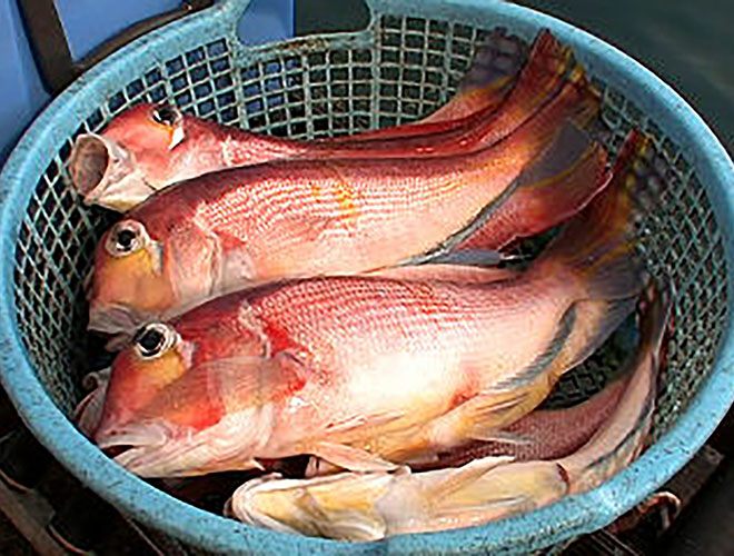 海からのおいしい贈り物