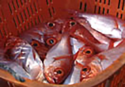 海からのおいしい贈り物 （28）海山の深海魚・キンメダイ−房総半島・銚子沖−