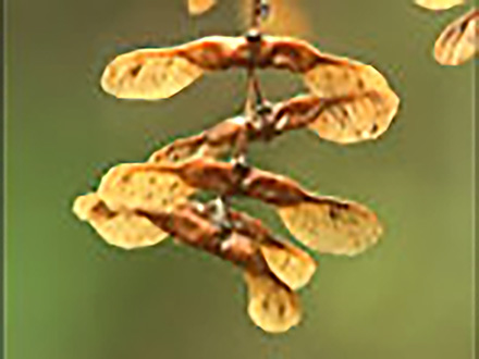 見つめてみよう！植物の世界 （5）跳ぶタネ・飛ぶタネ
