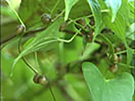 見つめてみよう！植物の世界 （6）様々な増え方