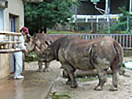 赤ちゃんがいっぱい （4）クロとハナの動物夫婦物語　クロサイの巻