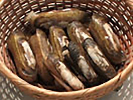 海からのおいしい贈り物 （37）奇妙で美味なる二枚貝・アゲマキ -有明海・佐賀県-