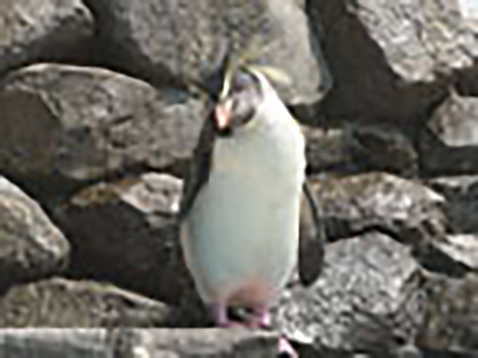 赤ちゃんがいっぱい （15）跳べ！青い空の彼方へ キタイワトビペンギンの巻