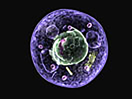 驚異の小空間「細胞」 〜大きく発展をとげた生命科学の10年〜