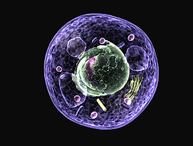 驚異の小空間 細胞 大きく発展をとげた生命科学の１０年 Science Portal 科学技術の最新情報サイト サイエンスポータル