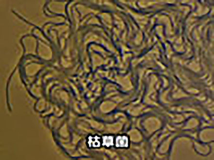 微生物はすごい！ （4）水田や畑をつくる微生物