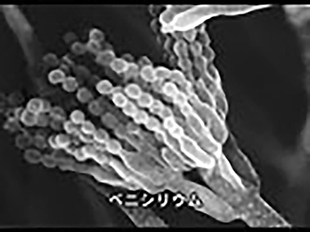 微生物はすごい！ （9）薬をつくる微生物
