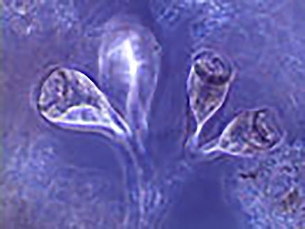 微生物はすごい！ （10）環境を守る微生物