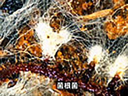 微生物はすごい！ （12）微生物の多様性