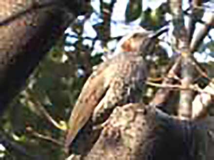 自然観察の達人 （1）野鳥を探そう！街中のバードウォッチング