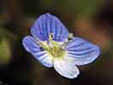 自然観察の達人 （10）早春の花を見に行こう！〜オオイヌノフグリの秘密〜