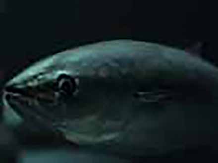 エコ・フロンティア〜自然に学ぶ科学技術 （7）マグロの皮膚に学ぶ船用塗料