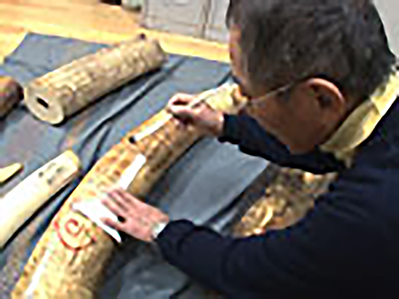 「技の彩」〜伝統工芸に息づく色〜 （23）象牙色・江戸象牙（東京）