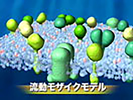サイエンスフロンティア21 （64）1分子で見る細胞膜の世界 〜国際共同研究「膜機構プロジェクト」の挑戦〜