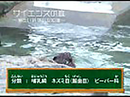 サイエンスの庭〜楽しい科学の豆知識 （3）動物シリーズ3〜アメリカンビーバー