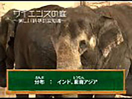 サイエンスの庭〜楽しい科学の豆知識 （4）動物シリーズ4〜アジアゾウ