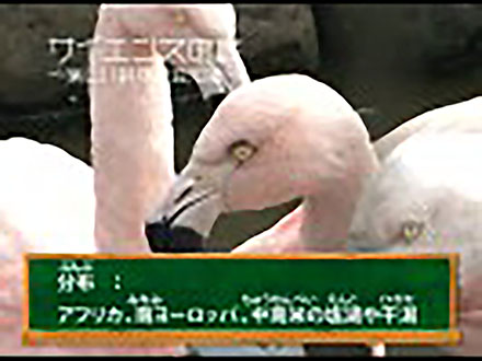 サイエンスの庭〜楽しい科学の豆知識 （5）動物シリーズ5〜フラミンゴ