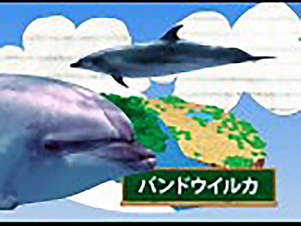サイエンスの庭〜楽しい科学の豆知識 （8）動物シリーズ8〜バンドウイルカ