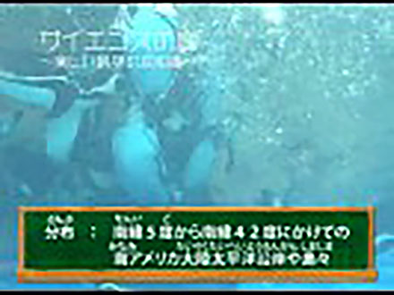サイエンスの庭〜楽しい科学の豆知識 （10）動物シリーズ10〜フンボルトペンギン