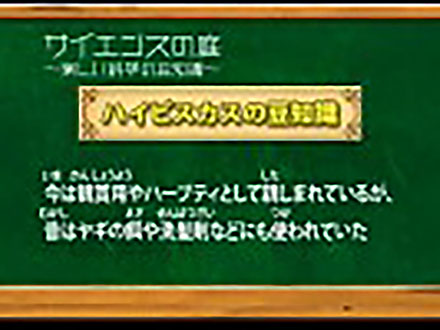 サイエンスの庭〜楽しい科学の豆知識 （12）植物シリーズ2〜ハイビスカス