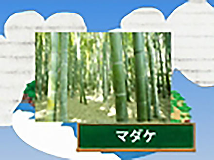 サイエンスの庭〜楽しい科学の豆知識 （20）植物シリーズ10〜マダケ